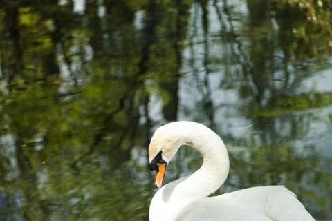 Swans in a pond Stock Photos