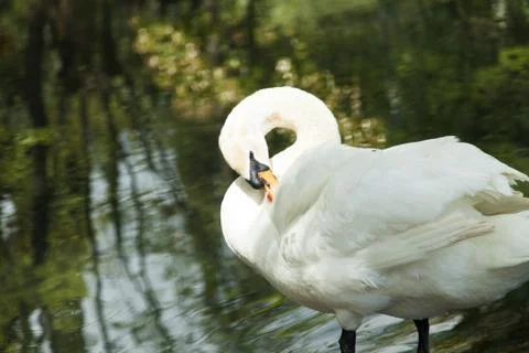 Swans in a pond Stock Photos