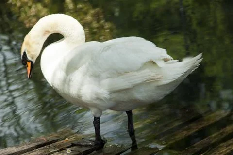 Swans in a pond Stock Photos