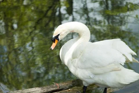 Swans in a pond Foto stock