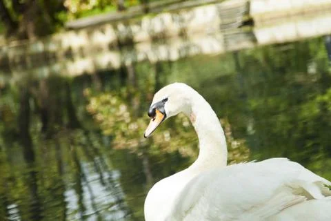 Swans in a pond Stock Photos