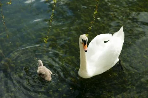 Swans in a pond Stock Photos