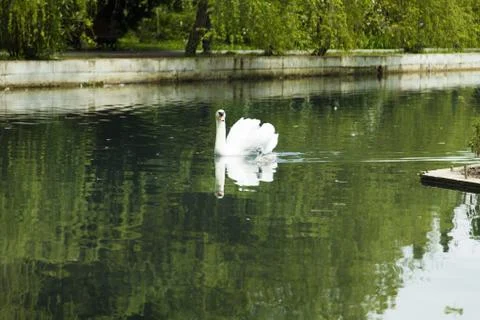 Swans in a pond Stock Photos