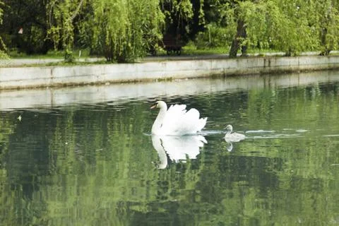Swans in a pond Stock Photos