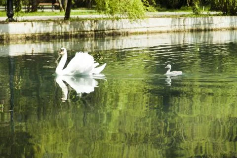 Swans in a pond Stock Photos