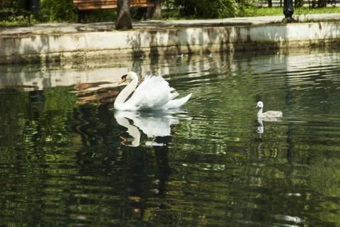 Swans in a pond Stock Photos