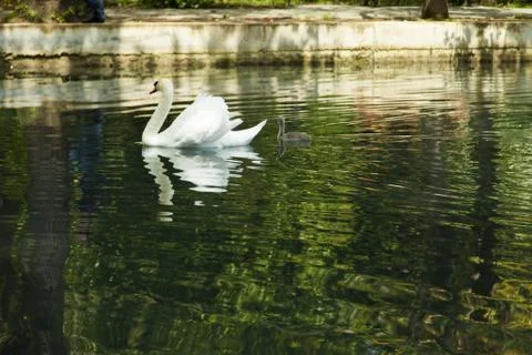 Swans in a pond Foto stock