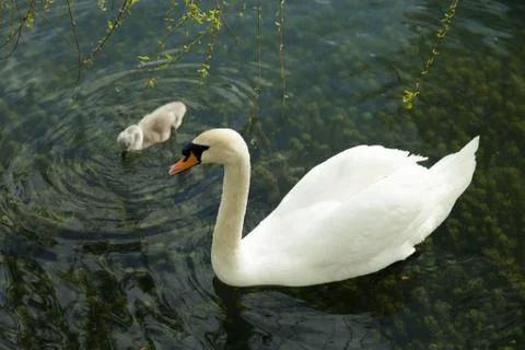 Swans in a pond Stock Photos