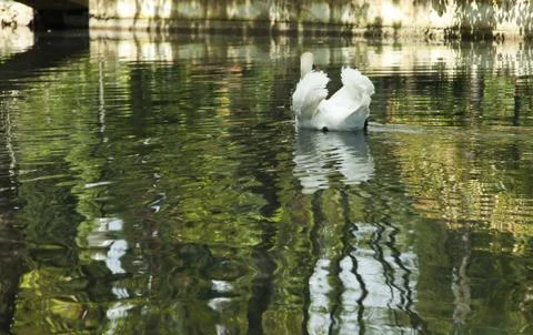 Swans in a pond Stock Photos