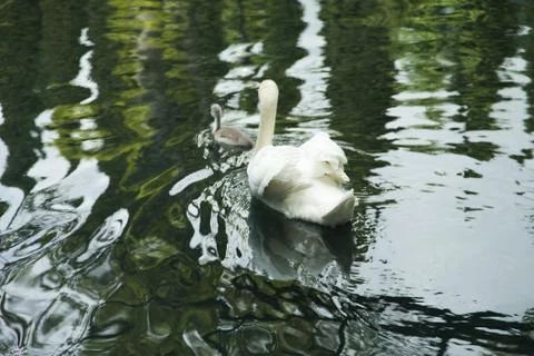 Swans in a pond Stock Photos