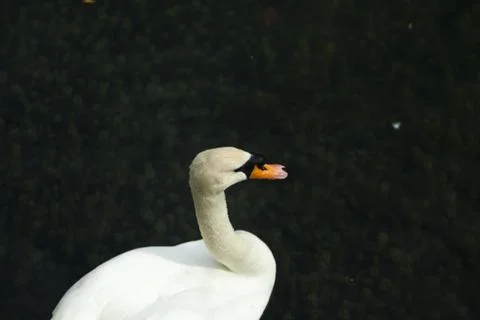 Swans in a pond Stock Photos