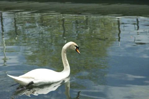 Swans in a pond Stock Photos