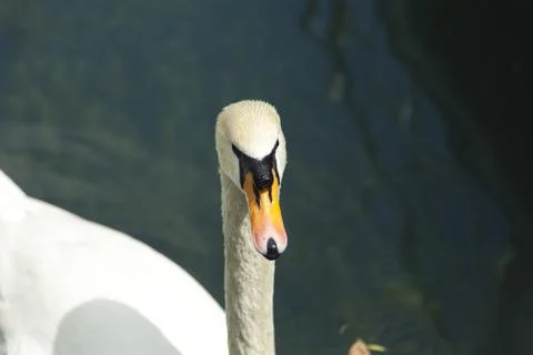Swans in a pond Stock Photos