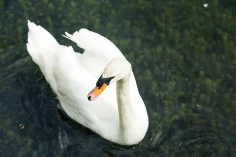 Swans in a pond Stock Photos