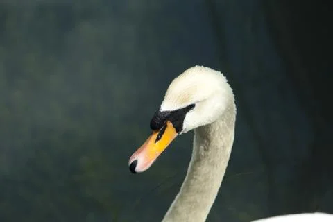 Swans in a pond Stock Photos
