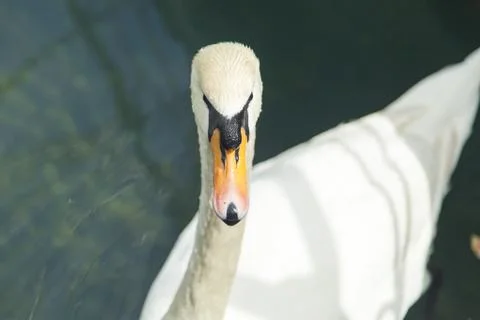 Swans in a pond Stock Photos