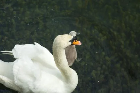 Swans in a pond Stock Photos