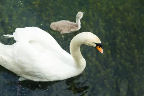 Swans in a pond Stock Photos