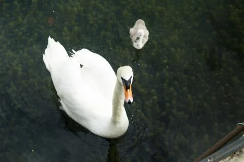 Swans in a pond Stock Photos