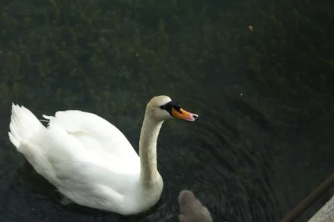 Swans in a pond Stock Photos