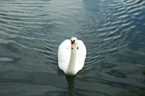 Swans in a pond Stock Photos