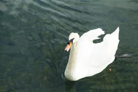 Swans in a pond Stock Photos
