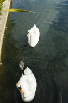 Swans in a pond Stock Photos