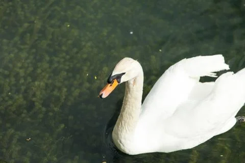 Swans in a pond Stock Photos
