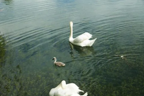 Swans in a pond Stock Photos