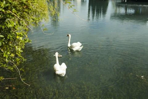 Swans in a pond Stock Photos