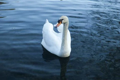 Swans in a pond Stock Photos
