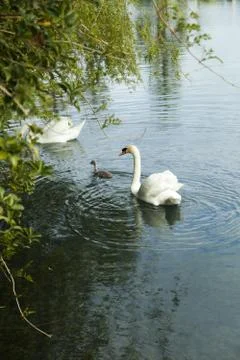 Swans in a pond Stock Photos