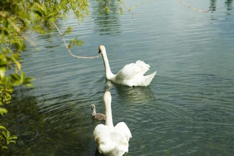 Swans in a pond Stock Photos