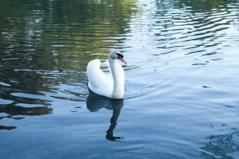 Swans in a pond Stock Photos