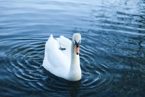 Swans in a pond Stock Photos