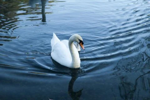 Swans in a pond Stock Photos