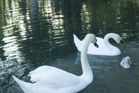Swans in a pond Stock Photos