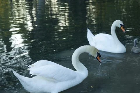 Swans in a pond Stock Photos