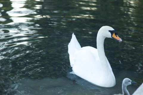 Swans in a pond Stock Photos