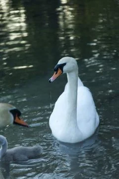 Swans in a pond Stock Photos