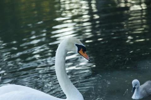 Swans in a pond Stock Photos