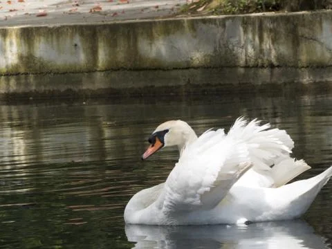 Swans in a pond Stock Photos
