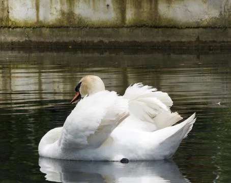 Swans in a pond Stock Photos