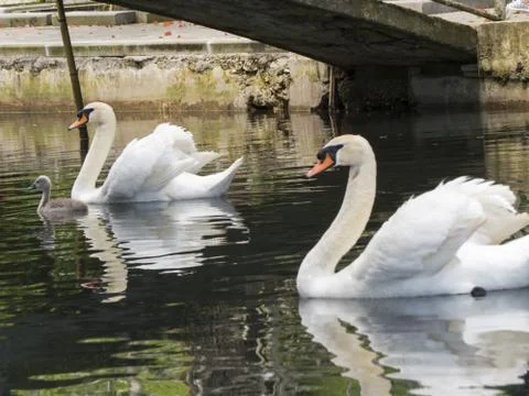 Swans in a pond Stock Photos