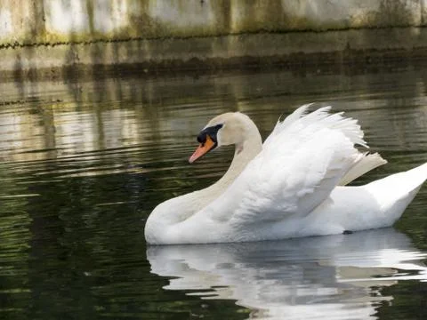 Swans in a pond Stock Photos