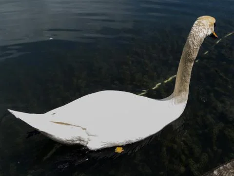 Swans in a pond Stock Photos