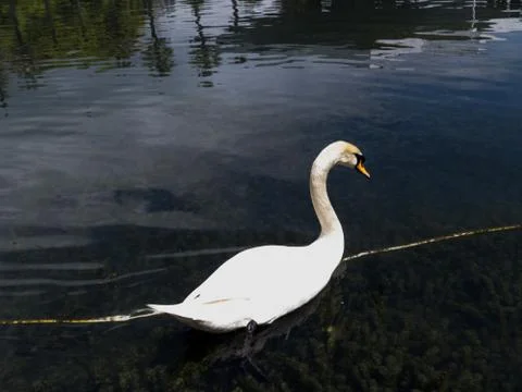 Swans in a pond Stock Photos