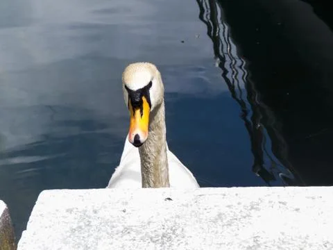 Swans in a pond Stock Photos