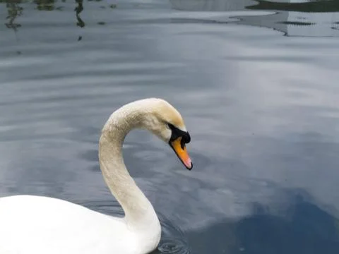 Swans in a pond Stock Photos