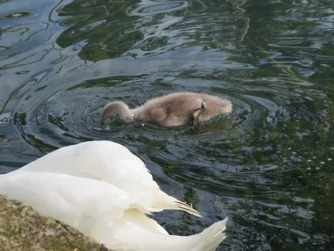 Swans in a pond Stock Photos
